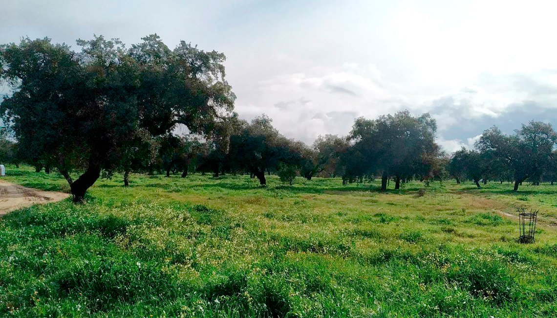 Foto de Parque Natural San Sebastián en Bollullos Par del Condado, Huelva