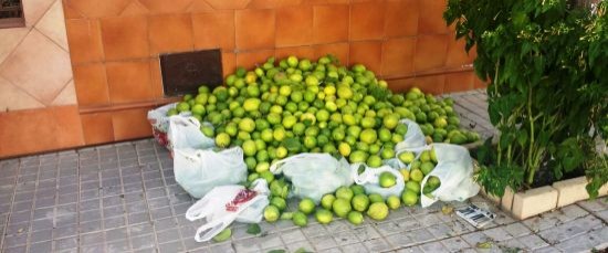 Identificadas cuatro personas que robaban limones en la calles de la ciudad