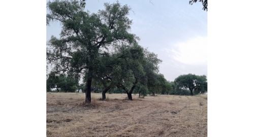 FINALIZADOS LOS TRABAJOS DE DESBROCE DE LA DEHESA DE CARA A LA ÉPOCA DE INCENDIOS