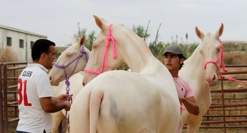 III Feria Ganadera Ciudad de Bollullos