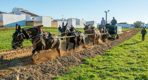 MILES DE AFICIONADOS SE DIERON CITA EN BOLLULLOS EN LA II COPA DE ANDALUCÍA DE 4 MULOS A LA LARGA