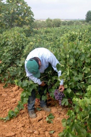 Recogidada de Uvas de Mesa