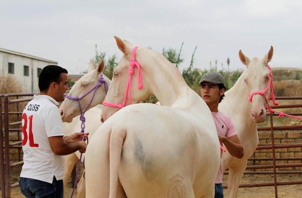III Feria Ganadera Ciudad de Bollullos