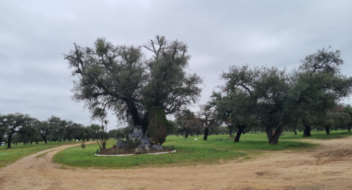 FINALIZADOS LOS TRABAJOS DE LIMPIEZA EN NUESTRA DEHESA