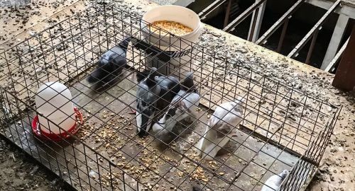 EL AYUNTAMIENTO PONE EN MARCHA LA ERRADICACIÓN DE LA PLAGA DE PALOMAS EN AVDA. DE LA CONSTITUCIÓN