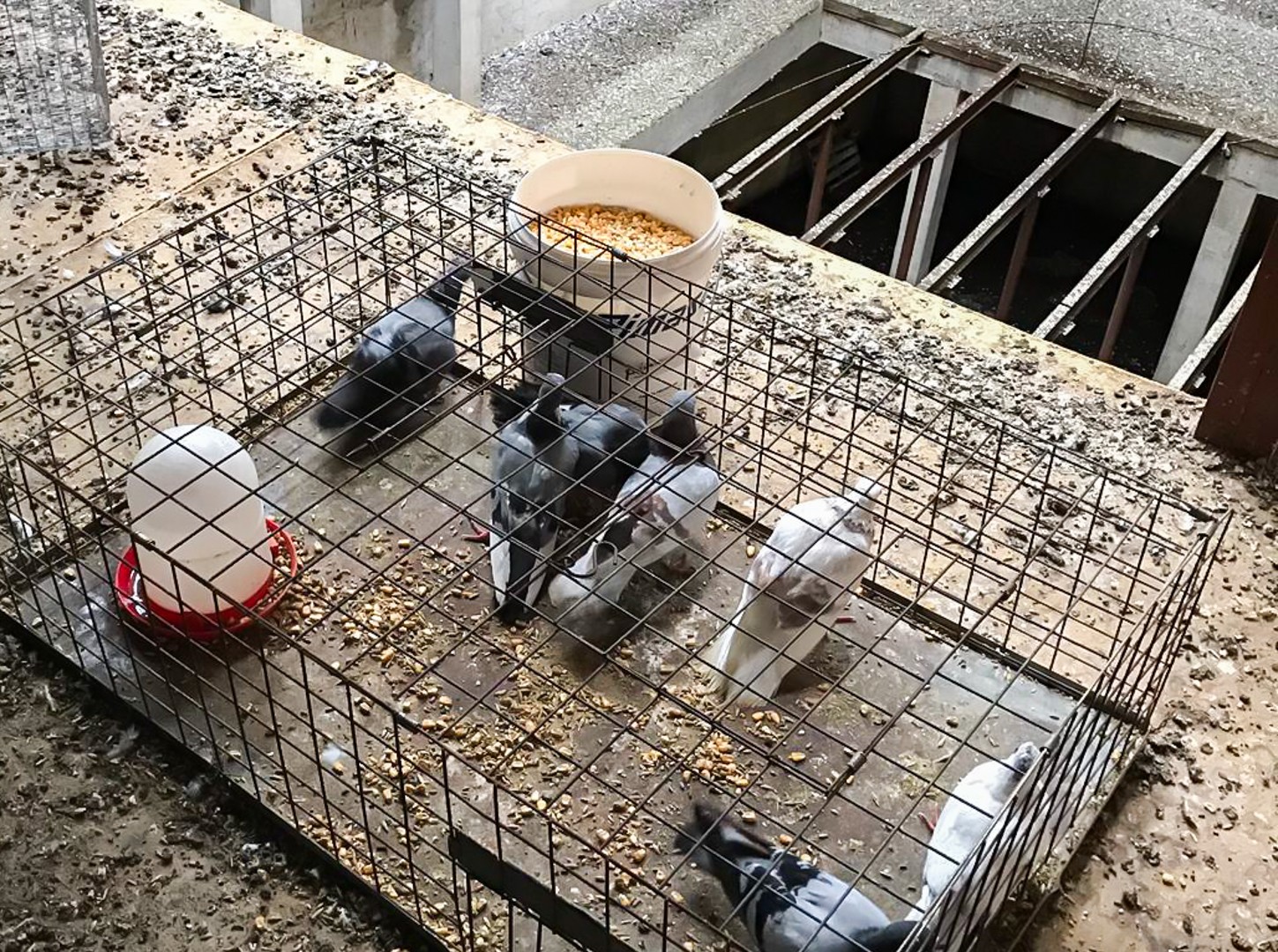 EL AYUNTAMIENTO PONE EN MARCHA LA ERRADICACIÓN DE LA PLAGA DE PALOMAS EN AVDA. DE LA CONSTITUCIÓN