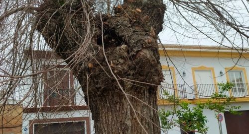 EL AYUNTAMIENTO HARÁ UNA REFORESTACIÓN INTEGRAL DE LA PLAZA 1 DE MAYO