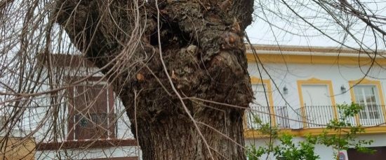 EL AYUNTAMIENTO HARÁ UNA REFORESTACIÓN INTEGRAL DE LA PLAZA 1 DE MAYO