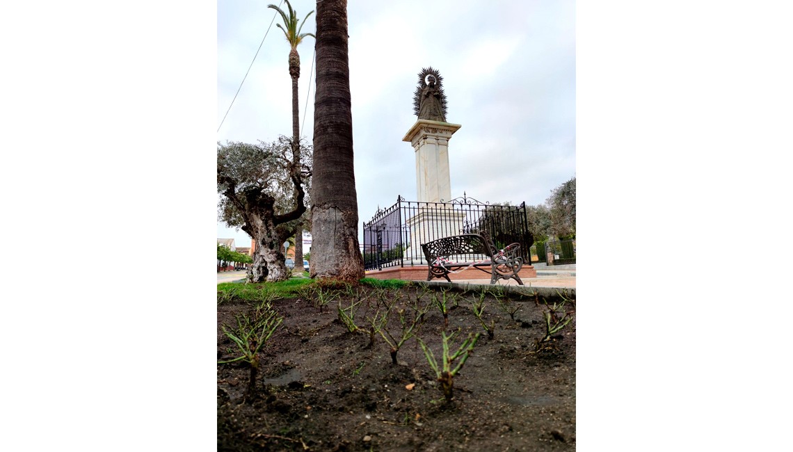 RENOVACIÓN DE LA ROSALEDA CON 900 NUEVAS PLANTAS