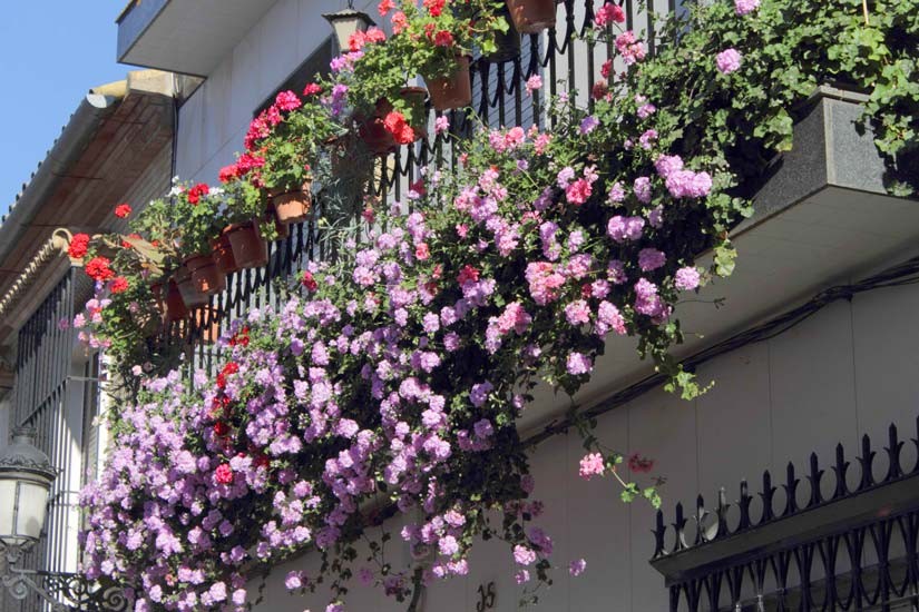 FALLADO EL CONCURSO DE PATIOS Y BALCONES ARTE FLORAL DE BOLLULLOS DEL CONDADO