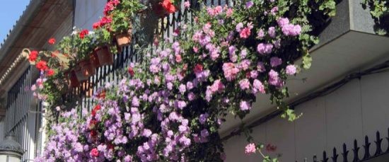 FALLADO EL CONCURSO DE PATIOS Y BALCONES ARTE FLORAL DE BOLLULLOS DEL CONDADO