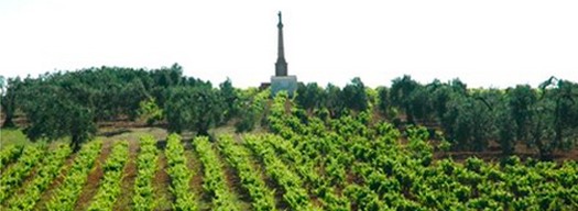 vinedos