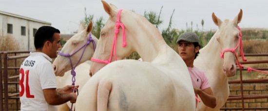 III Feria Ganadera Ciudad de Bollullos