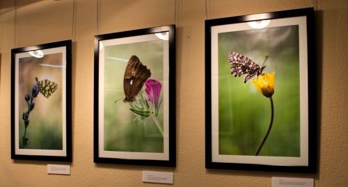 Concursos de pintura y fotografía para las fiestas de septiembre