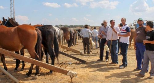 Bollullos celebra este fin de semana su II Feria Ganadera 2015