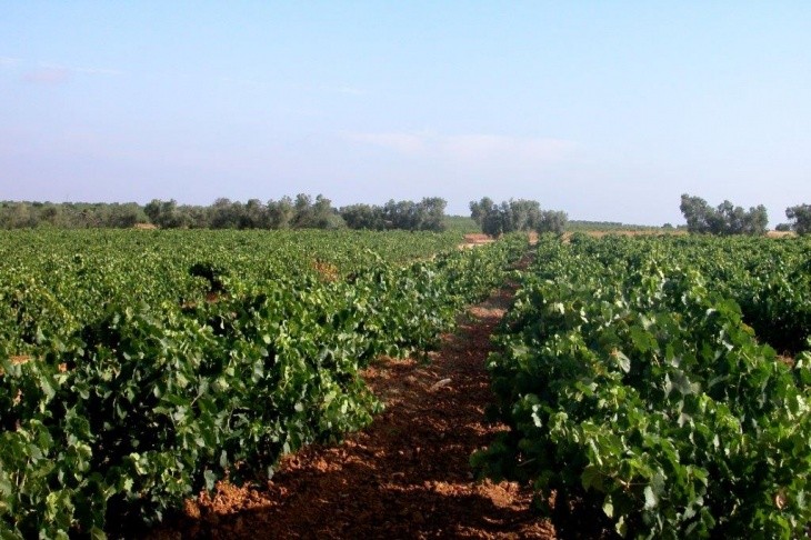 Viñedos