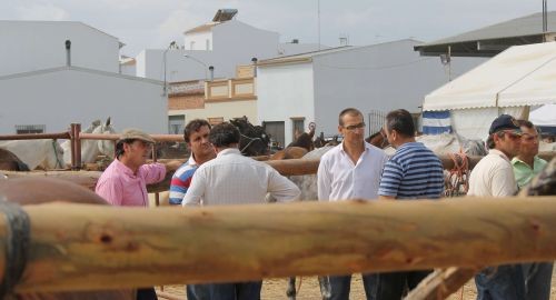 ÉXITO SIN PRECEDENTES DE LA I FERIA DE GANADO CIUDAD DE BOLULLOS