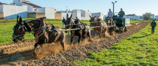 MILES DE AFICIONADOS SE DIERON CITA EN BOLLULLOS EN LA II COPA DE ANDALUCÍA DE 4 MULOS A LA LARGA