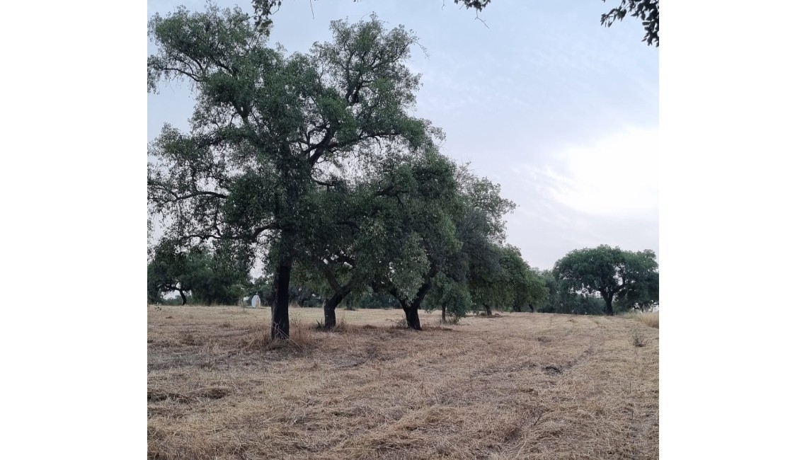 FINALIZADOS LOS TRABAJOS DE DESBROCE DE LA DEHESA DE CARA A LA ÉPOCA DE INCENDIOS