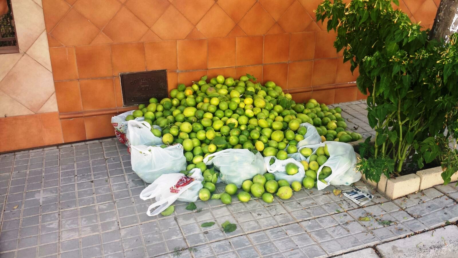 Identificadas cuatro personas que robaban limones en la calles de la ciudad