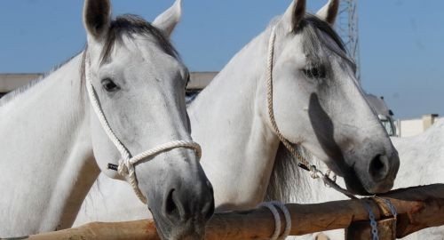 Comienza la III Feria Ganadera de Bollullos