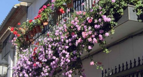 FALLADO EL CONCURSO DE PATIOS Y BALCONES ARTE FLORAL DE BOLLULLOS DEL CONDADO