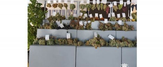 75 ANIVERSARIO DE NUESTRO CONCURSO COMARCAL DE FRUTOS