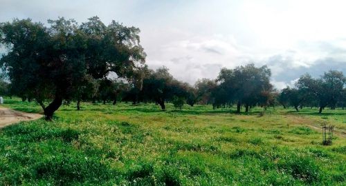 550 ALCORNOQUES PARA EL PARQUE NATURAL DE SAN SEBASTIÁN