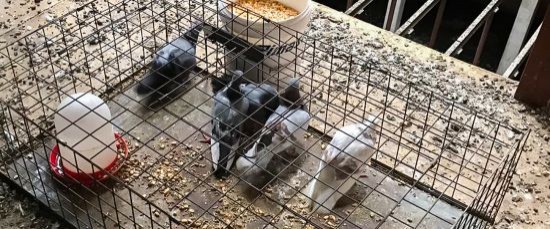 EL AYUNTAMIENTO PONE EN MARCHA LA ERRADICACIÓN DE LA PLAGA DE PALOMAS EN AVDA. DE LA CONSTITUCIÓN