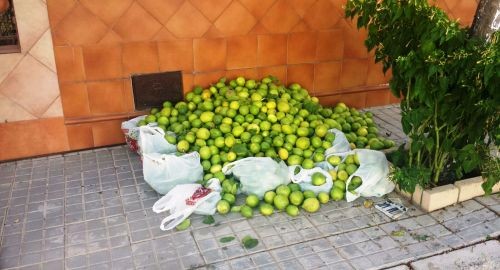 Identificadas cuatro personas que robaban limones en la calles de la ciudad