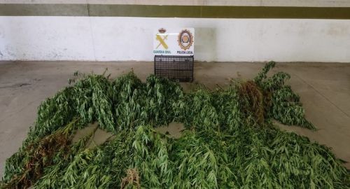 POLICÍA LOCAL Y GUARDIA CIVIL DESMANTELAN UNA PLANTACIÓN DE MARIHUANA EN ‘REMUÑANA’